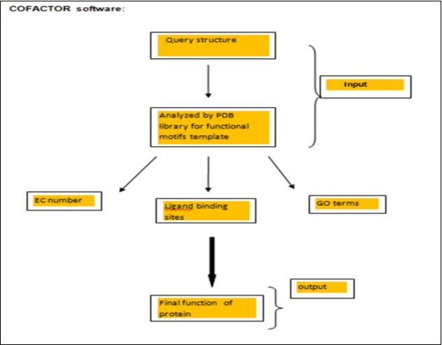 Shows input and output of cofactor software