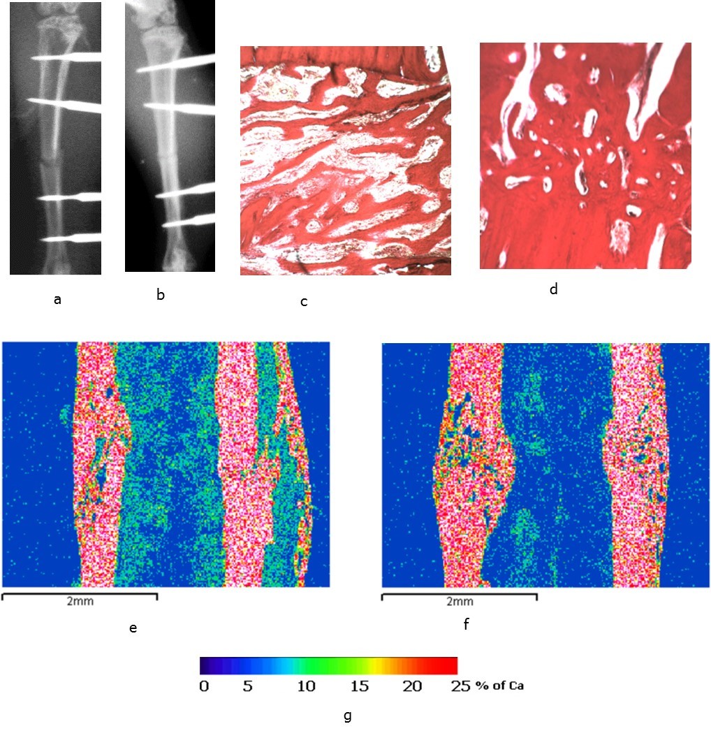 The rat tibias 14 days after surgery: а, c, e – the bones of the animals from the control group; b, d, f – the bones of the animals from the experimental group; а, b – X-rays; c, d – light microscopy of        histological sections, staining by Van Gieson; e. f - images in the characteristic X-ray radiation of calcium atoms,  lens 5, eyepiece 5; g - scale of calcium concentration in micro-sections (pixels) of the image.