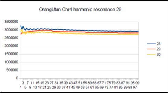 Orangutan chromosome4 harmonic Lucas resonance 29.