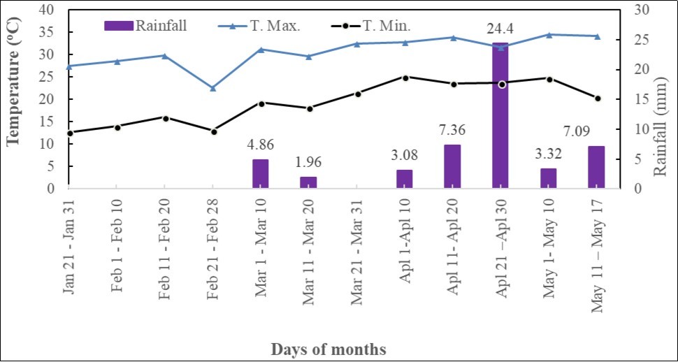 Temperature and rainfall in Barisal during mungbean growing period.