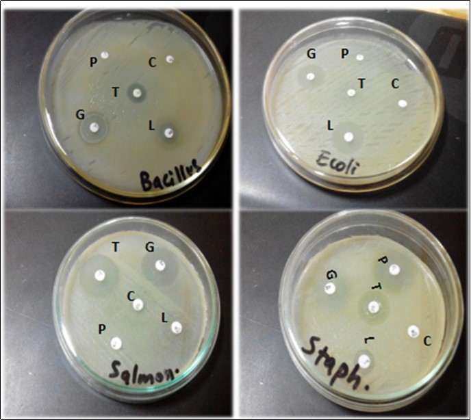 Zone of inhibition of various bacterial isolates using different         antibiotic disks. Whereas P= Penicillin, C= Cefotaxime, G= Gentamicin,      L= Levofloxacin and T=Tetracyclin