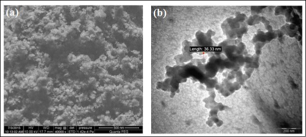 a) SEM and b) show TEM micrograph of chitin nanoparticles            synthesized from the shells of Penaeus monodon Fabricius                (Reprinted from 17).