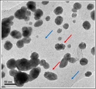 TEM micrograph of CNP/AgNP; Blue arrow indicates the surface of CNP; Red arrow indicates AgNP (spherical shaped spots) embedded in the surface of CNP   (Reprinted from 73).