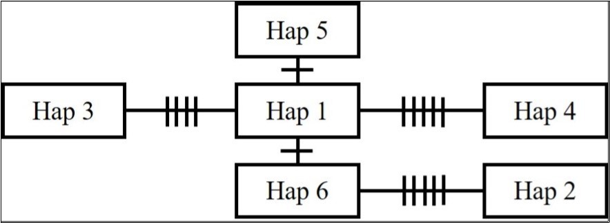 Minimum spanning network of haplotypes based on the D-loop region of mitochondrial DNA of Apodemus speciosus  in industrial green space of the Aichi Refinery of Idemitsu Kosan Co., Ltd. in Aichi Prefecture, Japan. Each haplotype name in the square is shown in Table 1. The number of vertical lines on branches represents the number of different bases (polymorphisms) between haplotypes.