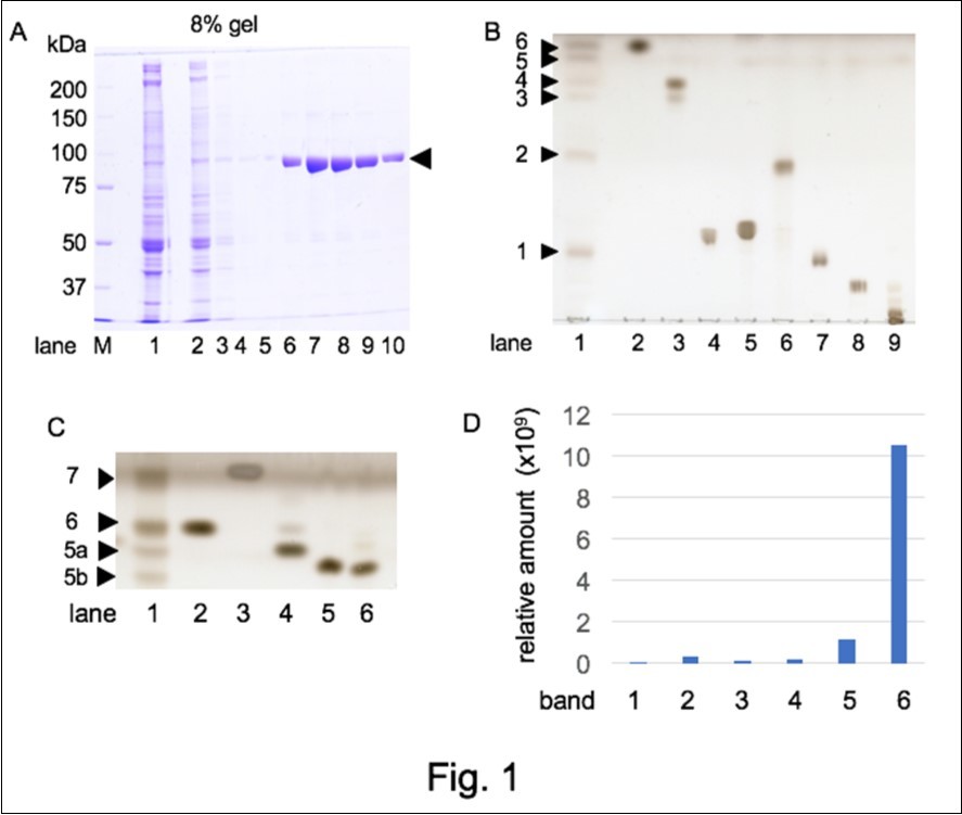 Lipid components in B-dynamin fraction. A. Preparation of B-dynamin through amphiphysin II-SH3 affinity column. Ca2+-dependent membrane binding protein fraction was fractionated with 35% saturated ammonium sulfate precipitation (lane 1) and applied to an amphiphysin II-SH3 affinity column. The flow-through (lane 2), wash (lane 3~5), and bound fractions eluted with high NaCl buffer, pH 6.5 (lane 6~10) were analyzed with SDS-PAGE.  Molecular mass markers were applied in lane M. The dynamin band was shown with an arrowhead. Lipid extraction was attempted from dynamin fractions (lane 6-10). B. TLC analysis of the lipid extract (1) and standard lipids (2; CHL, 3; cerebroside, 4; phosphatidylserine, 5; phosphatidylinositol, 6; phosphatidylethanolamine, 7; phosphatidylcholine, 8; sphingomyelin, 9; ganglioside mixture), were developed with chloroform: methanol: water (65: 35:  4) (v: v: v). C. TLC pattern developed with chloroform: methanol: water (65:15: 4) (v: v: v). In lane 1, band 5 and band 6 of Figure. 1B were applied. Standard lipids were CHL (2), TG (3), 24OHC (4), 27OHC (5), and 7OHC (6). Band 5 in Figure. 1B was  separated into two bands (5a, 5b) and new band was observed over band 6 on the front line (band 7). Upper half of the TLC plate was shown. D. Relative quantification of CHL with LC-MS. The amount of CHL (m/z = 369.35) detected with the LC-MS analysis of the six bands in B (lane 1) was shown.