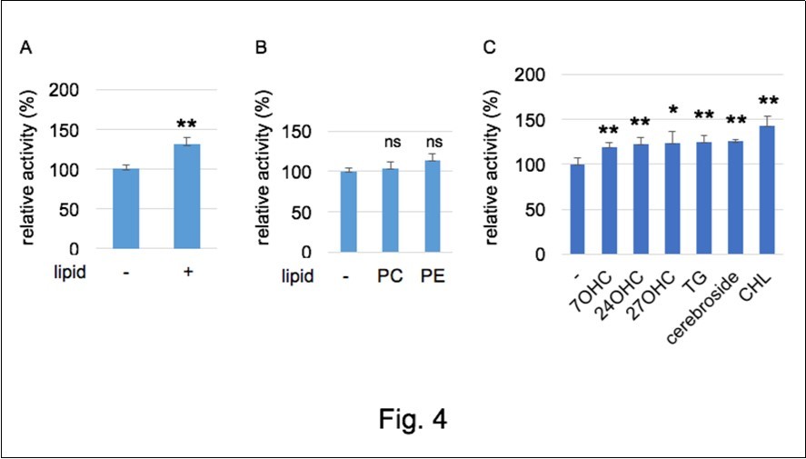 The effect of lipids on the GTPase activity of E-dynamin. A. The effect of the lipid fraction. B. The effect of PC and PE (each 50μg/ml). C. Effect of several lipid and lipid-derivatives (50μM each) on the GTPase activity of E-dynamin.