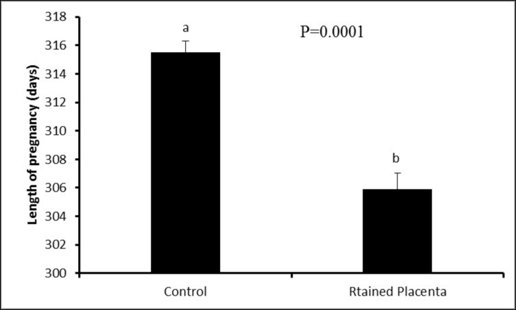 Length of pregnancy in animals with and without retained fetal                        membranes (P<0.05)