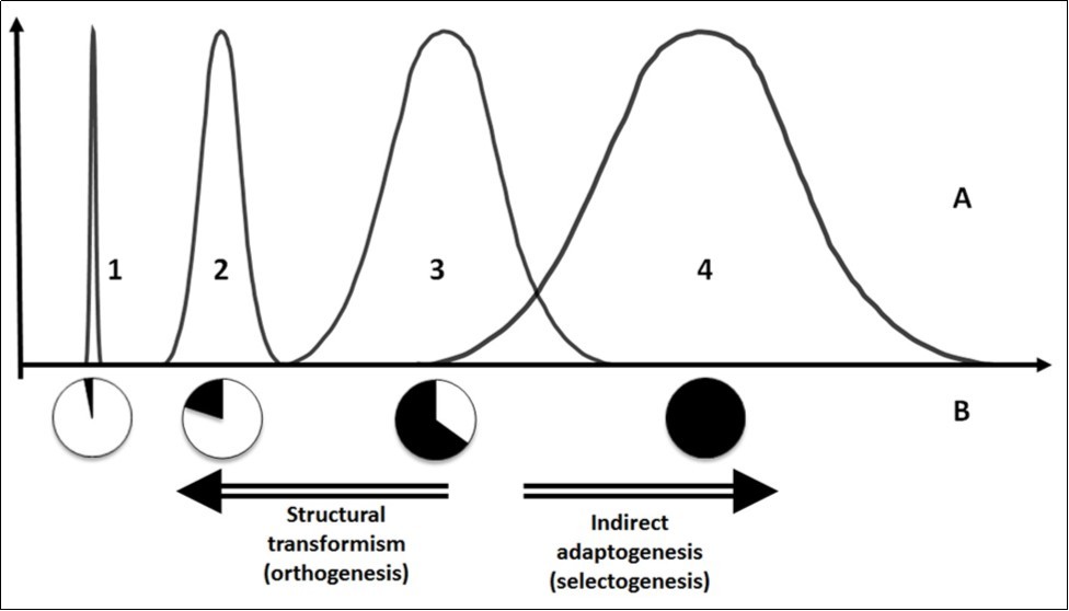 Schematic representation of: А - frequency distributions of a character with a narrow (1,2) or broad (3,4) range of potential values; В – proportion of implemented variation (black sectors) in the     potential range of variation of this character (circles under the abscissa). The proportion of implemented variation increases in the series 1 – 4. If the progeny of organisms is characterized by a small                  proportion of implemented variation (1, 2 В) and a narrow range of character implementation (1, 2 А), the evolutionary mechanisms of structural transformism (orthogenesis) prevail. If the progeny of                organisms demonstrates a large proportion of potentially possible variants of a character (3, 4 В) and the values of the character vary broadly (3, 4 А), indirect adaptogenesis (selectogenesis) is possible. Accordingly, the role of natural selection increases from left to right along the abscissa.