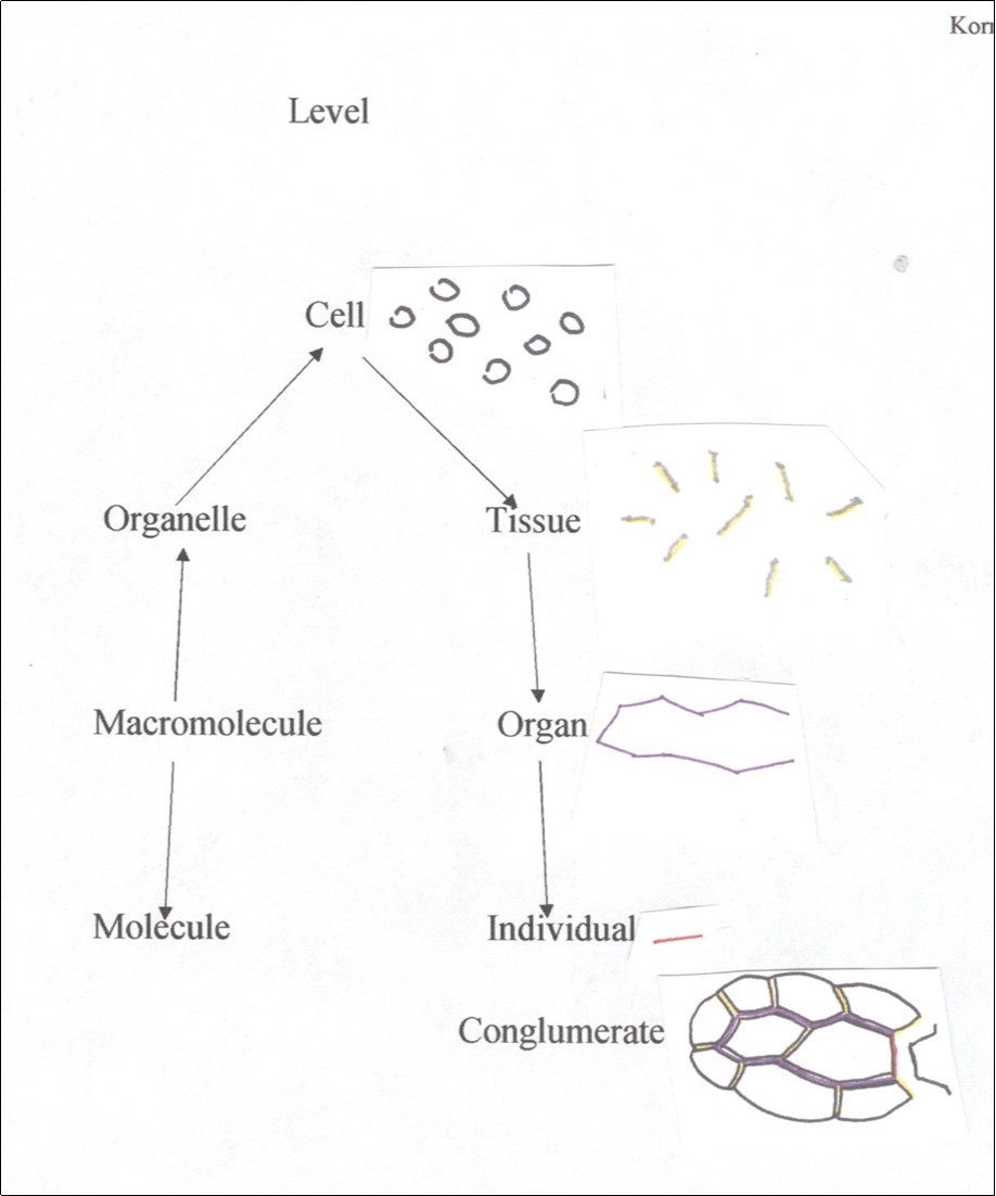 Hierarchical diagramization of an multicellular plant (individual). Middle lamella (mitotic cell plate) at major anatomical levels include cell as black, tissue as yellow with gray shading, organ as purple and individual as red. Stem edge on right.