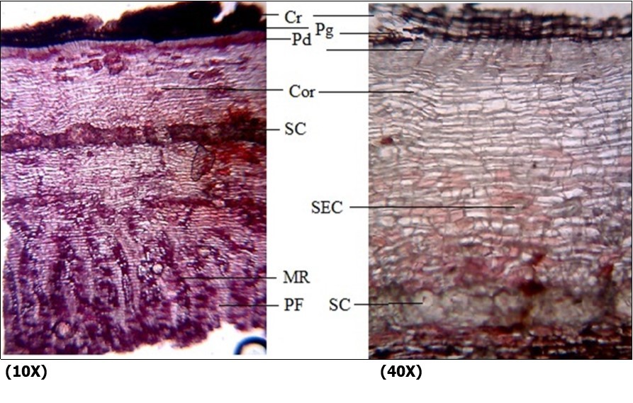 Transverse section of the Diospyros malabarica stem bark (cr: Cork; Pg: Phellogen; Pd: Phelloderm; Cor: Cortex; SC: stone cells; SEC: Secretory gland; PF: Phloem fibres; MR: Medullary rays)