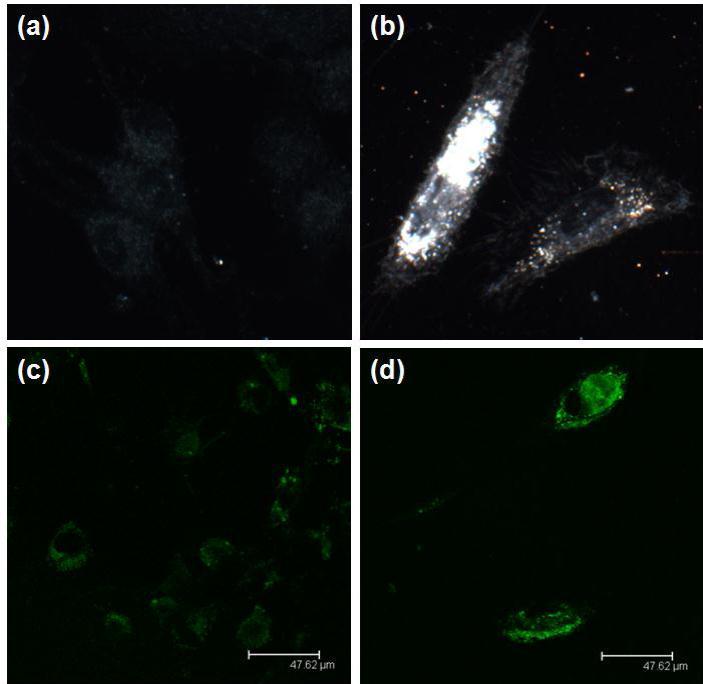 Dark-field image of (a) DAN cells alone and (b) GNR-PEG. The bright spots are associated with the scattering of GNR. Confocal image of  (c) Lipo-siRNAFAM and (d) GNR-PEG-siRNAFAM. The green is pseudo-color representing the green fluorescence from FAM.