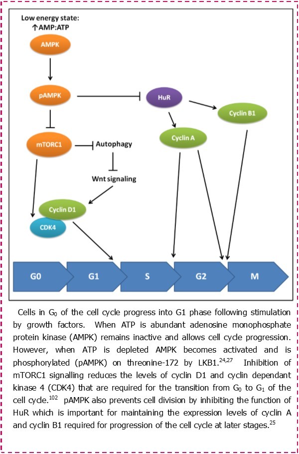 The role of activated AMPK in regulating the cell cycle.