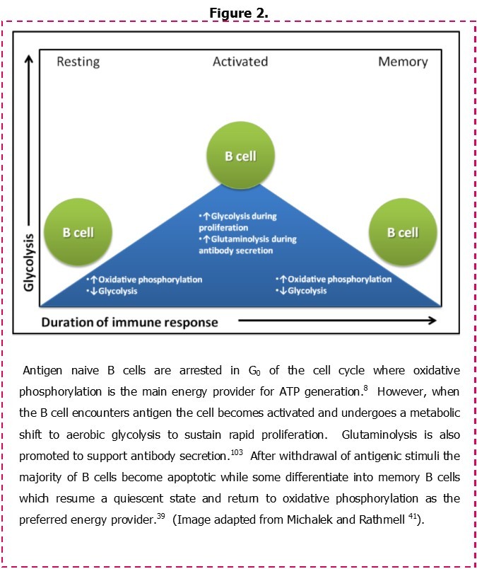 Metabolic adaptations following the activation of normal B cells.