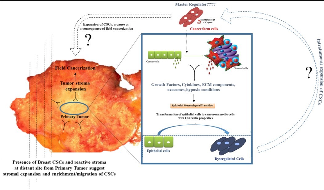 Proposed model demonstrating possible link between CSCs expansion and field cancerization