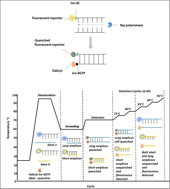 The Plexor® qPCR requires a florescent reporter, adjacent to an Iso-label, to be attached to one of the primers in each pair. Florescence is then quenched by incorporation of a Dabcyl-iso-dGTP label  contained in the mastermix, when bound to another DNA strand during the extension phase of the PCR cycle. Therefore , as a product increases , florescence decreases. When the amplicon melts, the strands dissociate and the quencher is released. Shorter amplicons melt at lower temperature to longer ones, allowing differentiation    between the product.