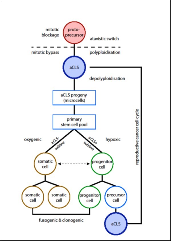 The reproductive life cycle as occurring in cancer and protists: ancient cell lineage, stem cell family and primary stem cells;  doi: 10.15406/mojtr.2018.01.00015 17.Red is the dysregulated mitotic blocked cell (protoprecursor, cell of origin of cancer). It is in a large sense      analogous to the MAS cell of amoebae. It escapes cell death exiting cell cycle bypass and differentiates to the aCLS initiating cancer (blue). Its progeny consists of multiple undifferentiated microcells. Microcells are                totipotent, they have stemness potential and form the primary stem cell line. Primary stem cells are the “grandchildren” of the dysregulated protoprecursor;   Right is cancer’s reproductive subline aCLS+ producing numerous aCLSs (PGCCs) by asymmetric division and cyclic differentiation. Multiple generations of aCLSs give rise again and again to new stem cell lines. Left is cancer’s somatic-vegetative subline aCLS-, analogous to the protist subline ACD-. Somatic-vegetative sublines may express hidden differentiation potential in conditions of stress forming new aCLSs and new stem cell lines. Somatic cells are “facultative” stem cells. The individual cell states belonging to the cancer life cycle (self- renewing progenitor cells and committed precursor cells) form in fact an atavistic stem cell family. A molecular differentiation switch (DS) decides if cells of the atavistic cancer family become self-renewing or differentiating.