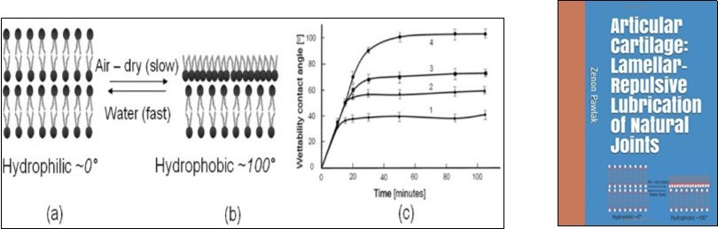 The wettability contact angle (o) as a function of air-drying time (a) in aqueous electrolyte and (b) air-dry conditions; (c) AC surface depleted in (chloroform/methanol (2:1,v/v). Curve (1) after 17 min, Curve (2) 7 min, Curve (3) 3 min; Curve (4) normal  (untreated) AC surface; (n = 7, error  bars = 95% confidence limit). (d) Book cover “Articular cartilage: Lamellar-repulsive lubrication of natural joints” 1.