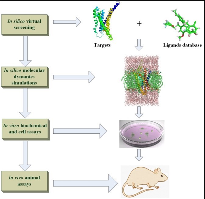 The diagram of in silico, in vitro and in vivo for drug design.