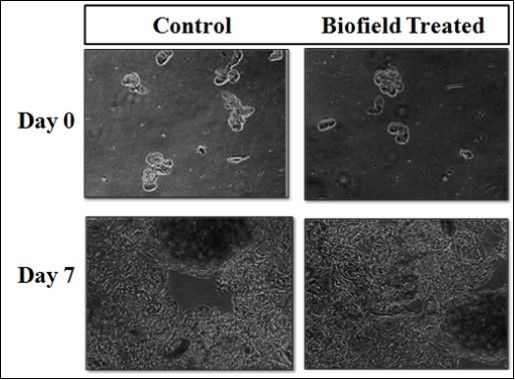 Representative photomicrographs of Katsarika (Barleria cristata) callus on day 0 and 7 in the control and Biofield Energy Treated groups.