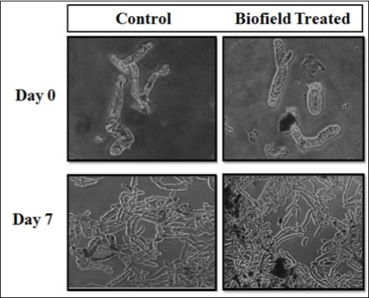 Representative pictures of Amla (Phyllanthus emblica) callus on day 0 and 7 in untreated and Biofield Energy Treated groups.