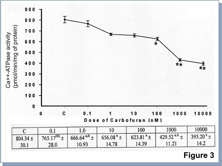 Quantification of membrane Ca++-ATPase activity from carbofuran treated primary culture of catfish hepatocytes. Ca++-ATPase activity was measured from cultured hepatocytes according to ‘Materials and methods’. Each value represented the mean ± SE of six culture plates.  a, indicated the level of significance p<0.001 compared to control. A (p<0.001), B (p<0.01) indicated the level of significance compared to particular dose with next high dose. NS, indicated the value was not significant compared to control.