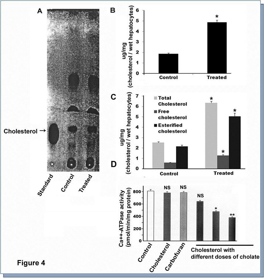 Estimation of cholesterol from carbofuran treated hepatocytes by thin layer chromatography (TLC) and effect of cholesterol on membrane Ca++-ATPase. A. Cholesterol was extracted from the membrane of carbofuran treated hepatocytes. Thin layer chromatography was performed to quantify the extracted cholesterol and chromatogram was developed.  B. Spots were collected from the TLC plate and amount of cholesterol was estimated. * indicated the value was significant compared to control (p<0.001). C. Total, free, and esterified cholesterol were estimated from treated hepatocytes. * indicated the value was significant compared to corresponding control (p<0.05). D. Cholesterol was inserted in the catfish hepatocytes with the help of Na-cholate followed by measurement of Ca++-ATPase activity. * indicated the value was significant compared to control (p<0.05).** indicated the value was significant compared to control (p<0.01). NS, indicated the value was not significant.