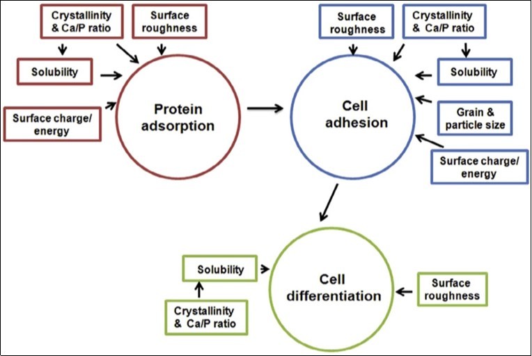 A schematic drawing of the key scaffold properties affecting a cascade of biological processes occurring after CaPO4 implantation. Reprinted from Ref. 682 with permission.