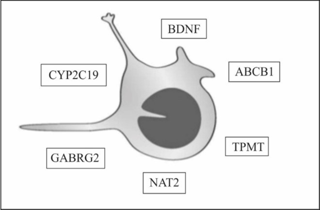 Schematic neuron highlighting the most important polymorphic genes related to epilepsy. All of these genes are targeted as possible biomarkers of epilepsy and of anti-epileptic drug resistance. DBNF (Brain-derived neurotrophic factor), ABCB1 (ATP-binding cassette subfamily B member), CYP2C19 (Cytochrome P450 2C9), TPMT (thiopurine-S-methyltransferase),GABRG2 (gamma-aminobutyric acid A receptor), NAT2 (N-acetyltransferase-2).