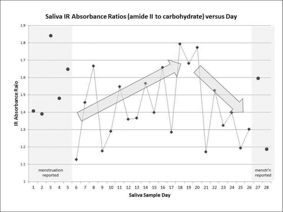 The daily IR variation of protein-to-starch ratio for saliva of a fertile woman, with care taken to avoid extraneous oral compounds (e.g. food, drink, medicine). Note the clear correlation with the mid-point of the menstrual cycle.