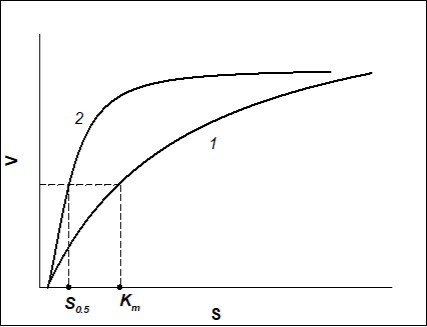 Dependence of the rate of enzymatic reaction (V)on the      initial substrate concentration (S) when Hill coefficient n=1                   (Michaelis-Menten kinetics) (curve 1) and when n>1 (sigmoid curve described by Hill equation, positive kinetic cooperativity) (curve 2).