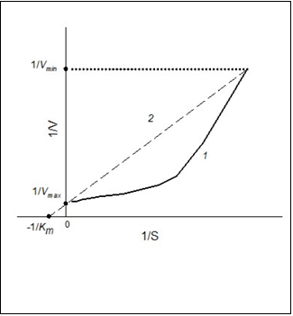 Dependence of the rate of enzymatic reaction (V)on the initial substrate concentration (S) in                    reciprocal coordinates for positive kinetic cooperativity (1) and hyperbolic dependency (2).