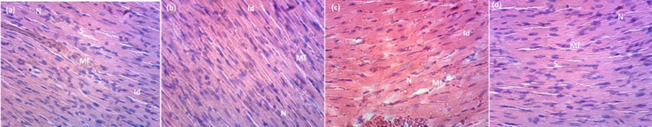 Histology study of heart of rats: (a) control group; (b) 200 mg/kg; (c) 400 mg/kg and (d) 600 of HM stem bark extract in a 28-days subacute toxicity. Muscular fibers (Mf), nucleus (N),               intercalated discs (Id), space (S). H.E (X 400).