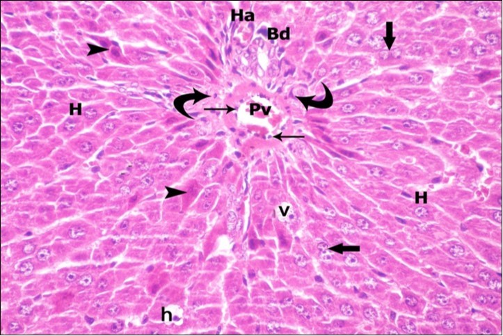 A photomicrograph of a section in the liver of ZnONPs &                                   VE- treated adult albino rat showing portal area; portal vein (Pv) with flat endothelial lining (thin arrows), bile duct (Bd) and hepatic artery (Ha). Few inflammatory cells are observed (curved arrows). Most of hepatocytes with vesicular nuclei (H) show strong acidophilic cytoplasm (arrow head), some hepatocytes with darkly-stained nuclei (h) and vacuolated cytoplasm (v). Binucleated cells (thick arrows) are also seen. (H&E  X400)