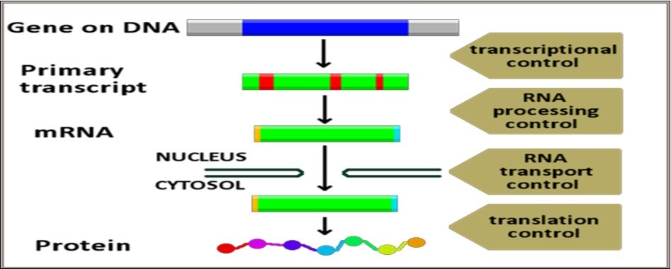 Transcription-translation regulatory  networks