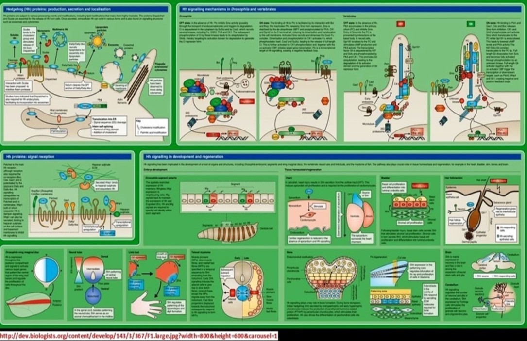 Hedgehog signalling pathway during development