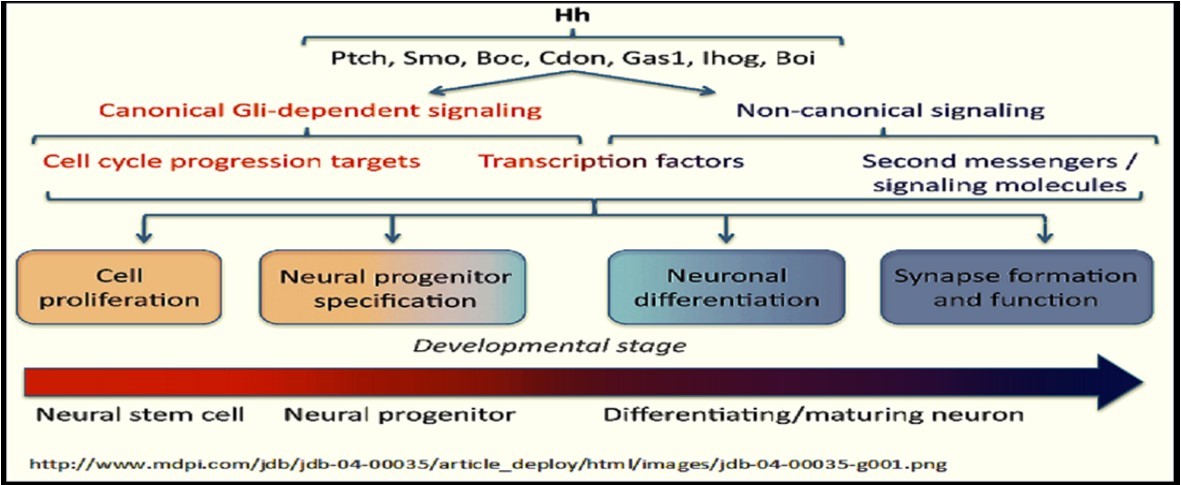 Sonic-hedgehog signaling pathways during neurological development