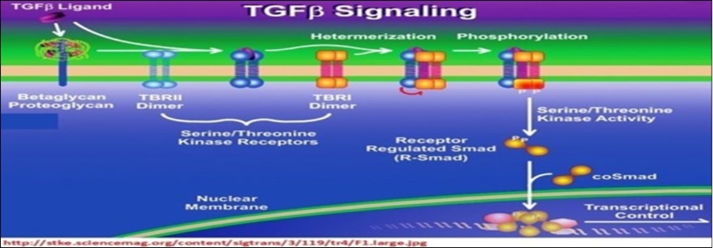 Transforming growth factor beta signaling pathway