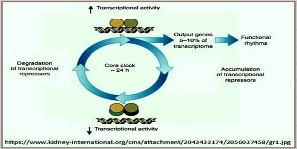 Genetic regulation of circadian rhythm  networks