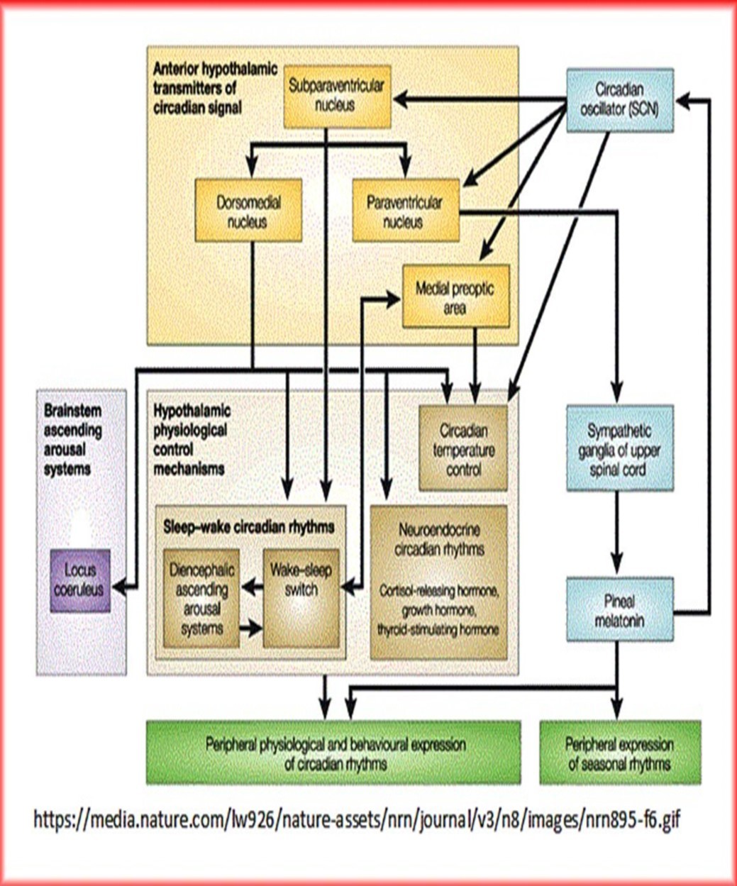 Neural control of central and peripheral circadian rhythms
