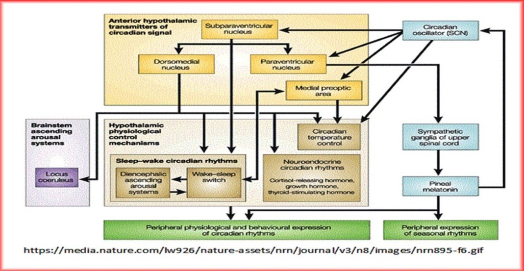 General outline of mechanism of function of metabolic networks