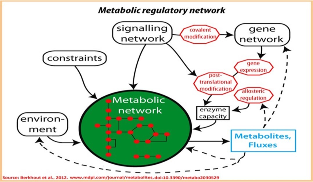 Overview of regulatory interactions involved in regulation of metabolic regulatory networks