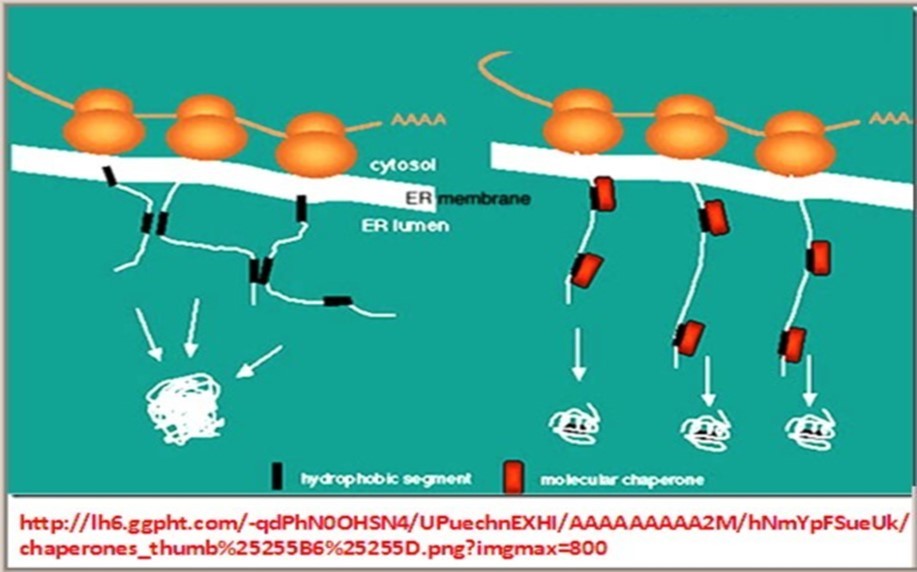Role of molecular chaperones in protein folding