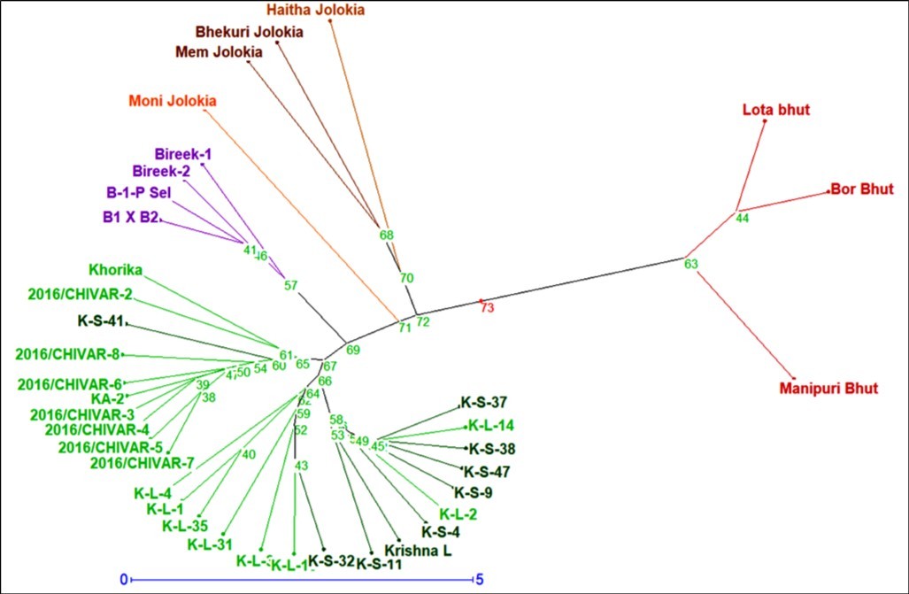Unrooted phylogenetic tree of chilli genotypes based on qualitative and quantitative traits (The tree was generated using UPGMA based on the dissimilarity among the 37 chilli genotypes)