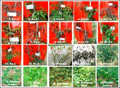 Plant types of genotypes in clusters I(1-14), II(15), III(17), IV(16,20) AND V(18,19)