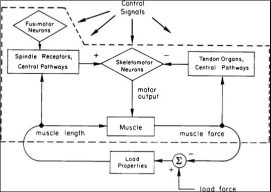 Physiological properties of muscle – tendon responses to onset of exercise mechanical load 12
