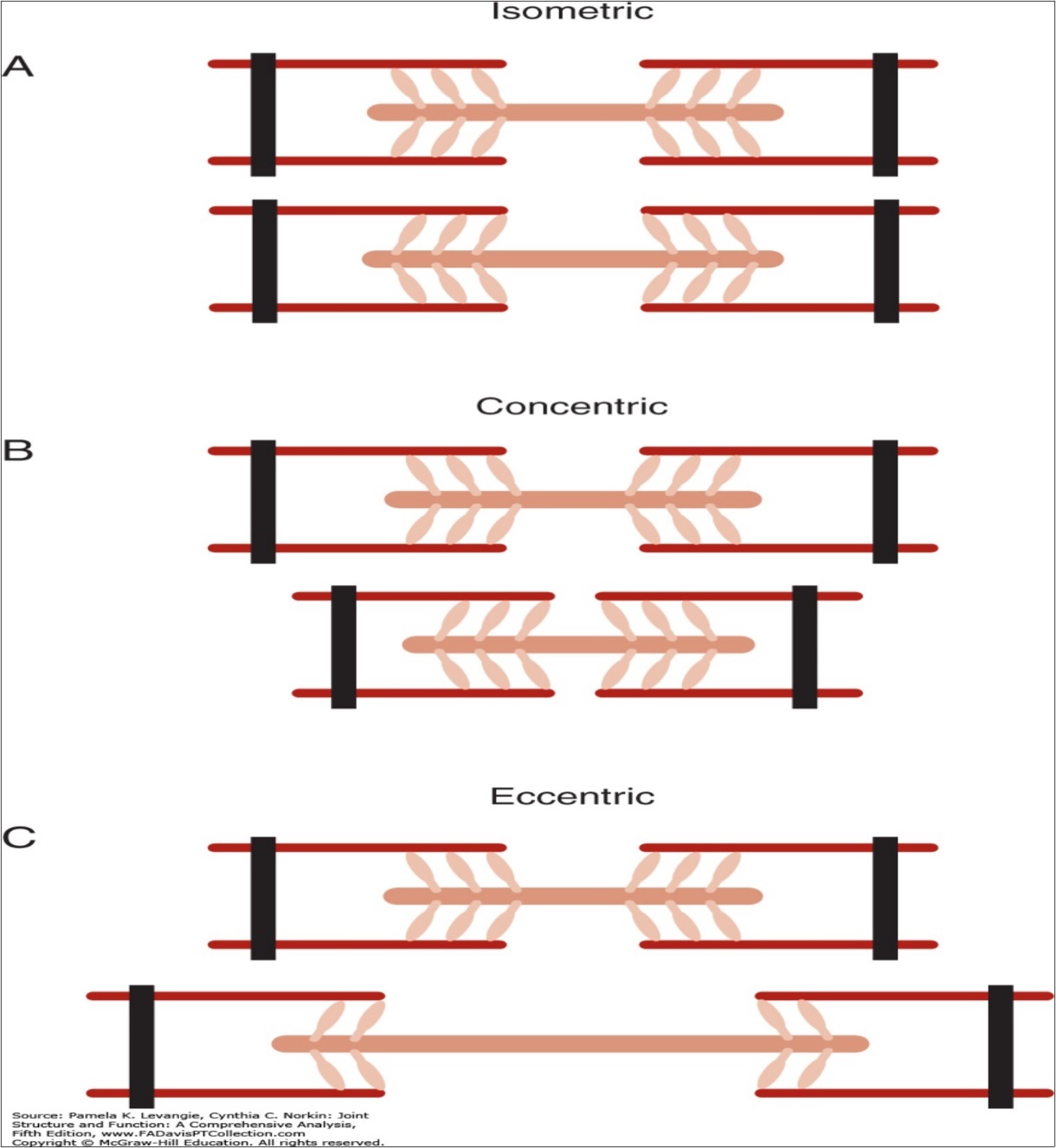 Prospective of dissimilar muscle contractions