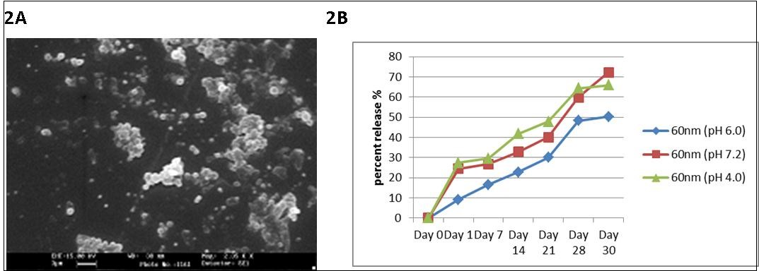 A) SEM image of 60nm PCL NP after 30 days in PBS buffer (Ph 7.2). The particles retain their spherical morphology with some amount of swelling showing that they are stable in solution. B) Protein release kinetics of PCL NP in PBS buffer at different pH. The graph shows sustained and slow release pattern of ESAT 6 from the degrading PCL NP.