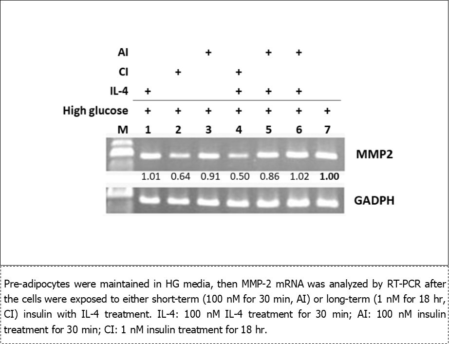 Effects of insulin and IL-4 on MMP-2 mRNA in pre-adipocytes under high glucose environment.