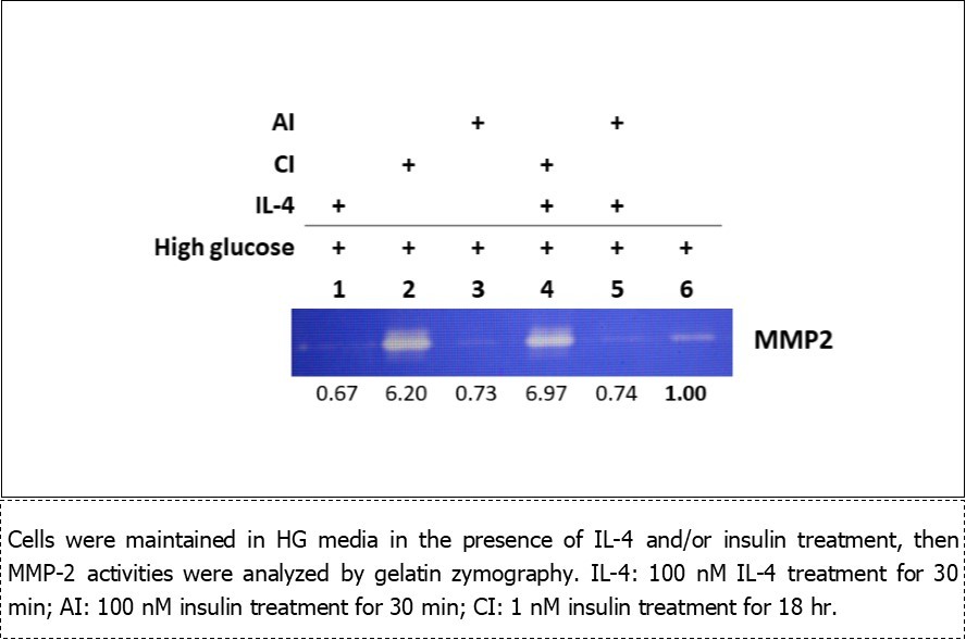 Effects of IL-4 and insulin on MMP-2 activities in pre-adipocytes.