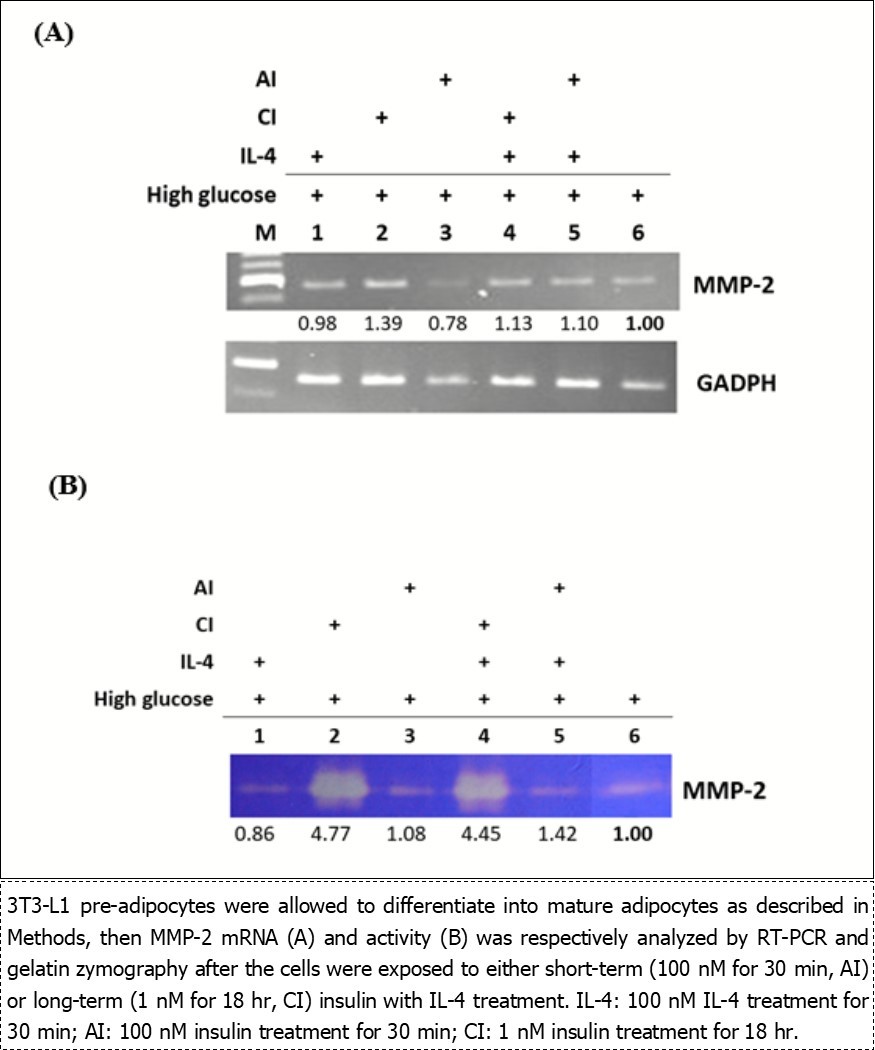 Effects of insulin and IL-4 on MMP-2 mRNA and activities in mature adipocytes.
